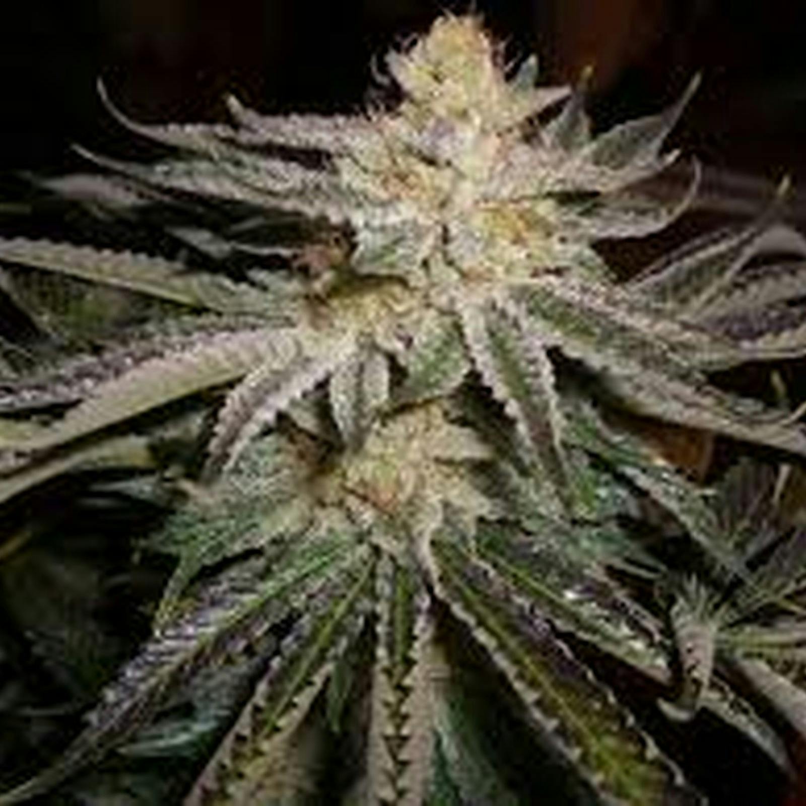 Strawberry Banana